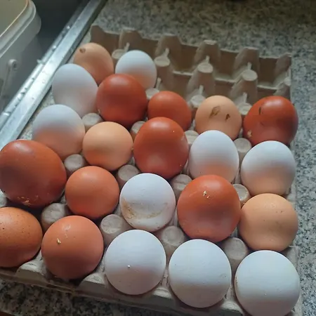 Aroleid Oda ve Kahvaltı 3*